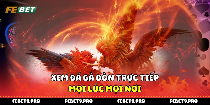 Xem đá gà đòn trực tiếp - mọi lúc mọi nơi